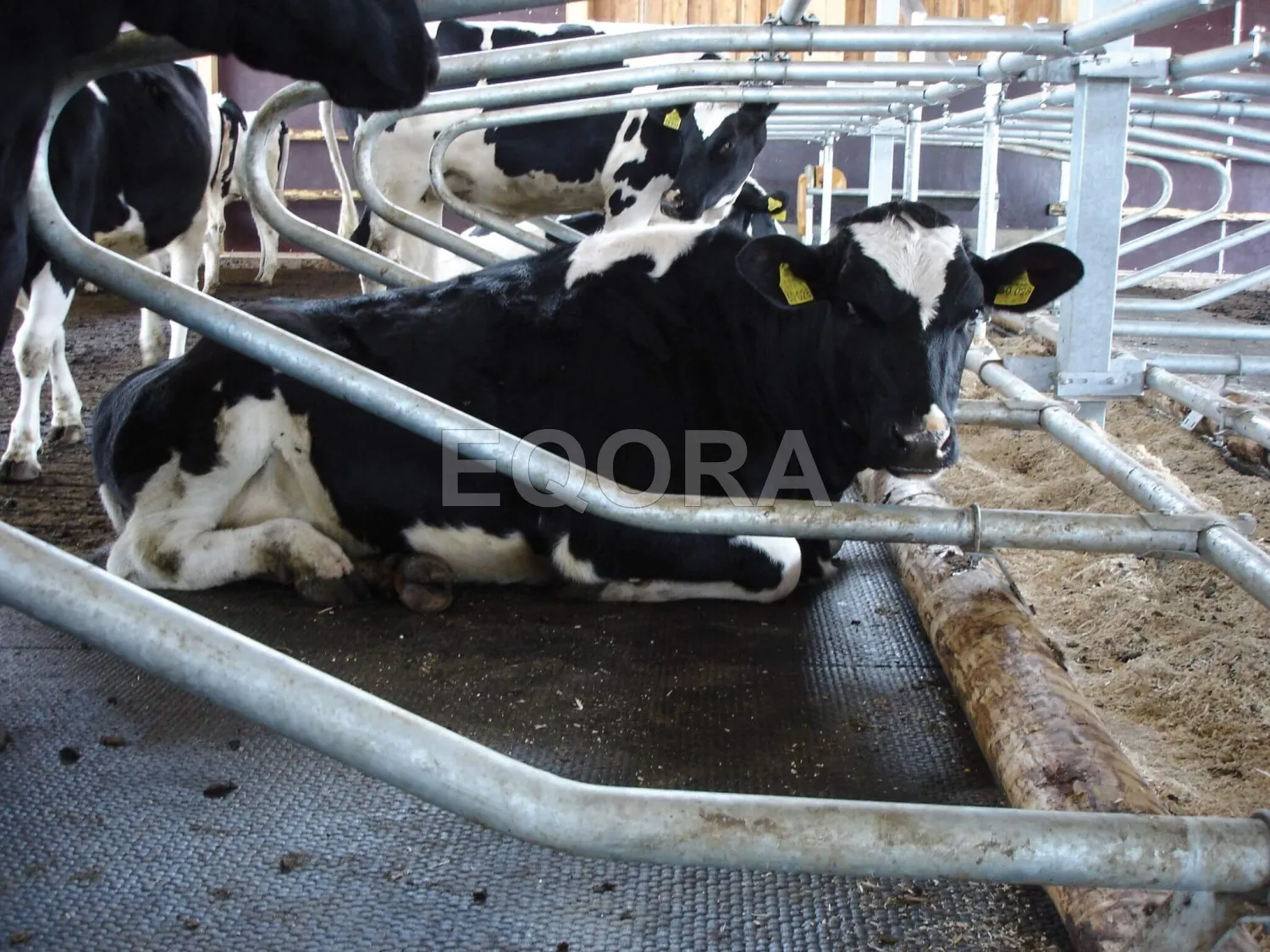 Резиновые маты из крошки для коров и КРС в Чехове